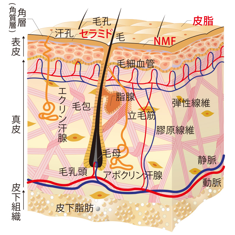 皮膚の構造