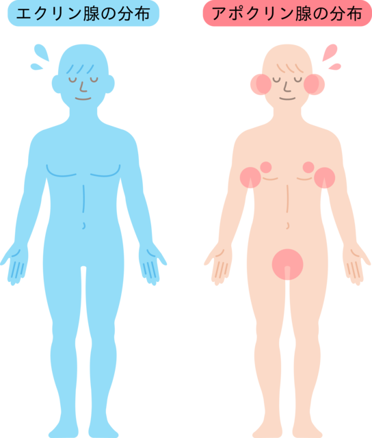 エクリン汗腺とアポクリン汗腺の分布