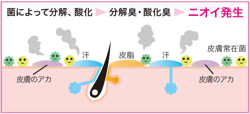 菌によって分解・酸化→分解臭・酸化臭→ニオイ発生